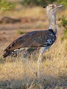 Kori Bustard