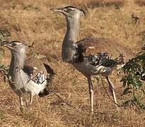 Kori Bustard