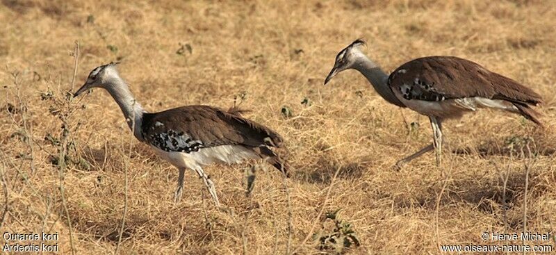 Kori Bustard 