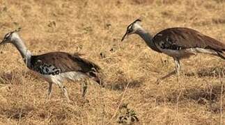 Kori Bustard