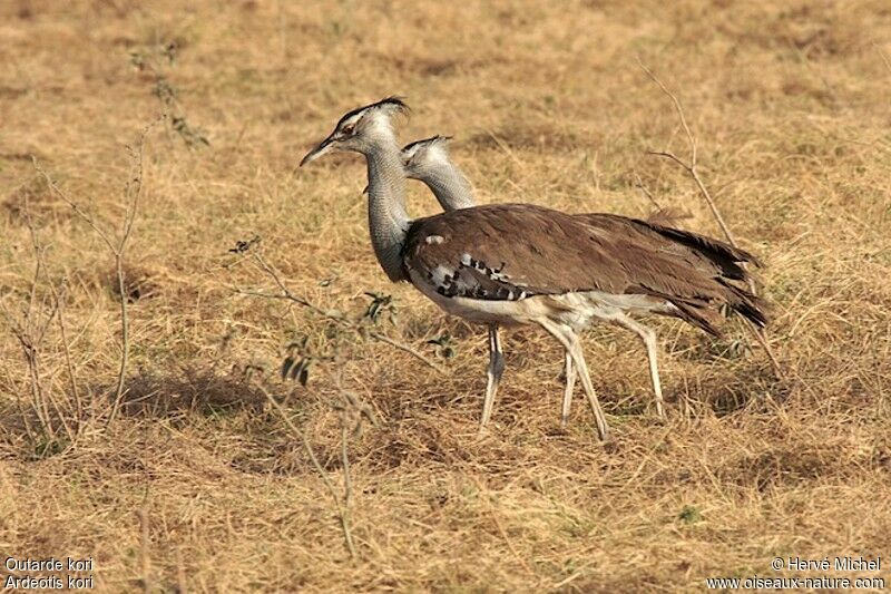 Kori Bustard 