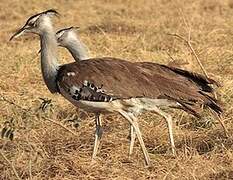 Kori Bustard