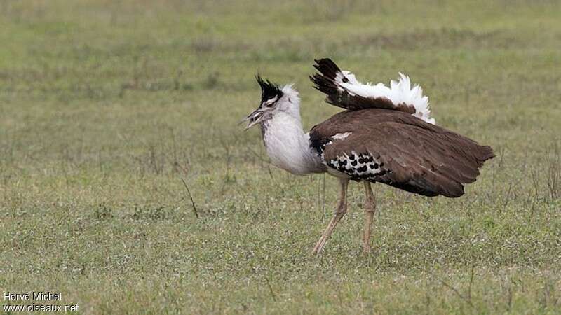 Kori Bustard male adult, habitat, courting display