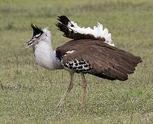 Kori Bustard