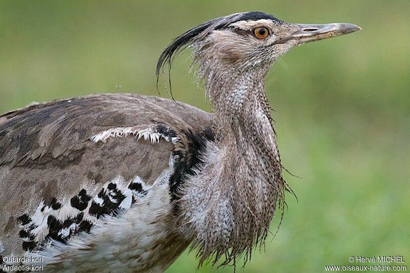 Kori Bustard