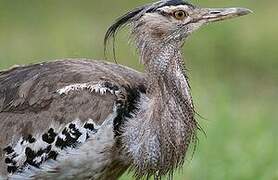 Kori Bustard