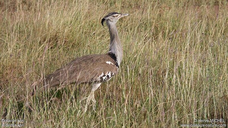 Kori Bustard