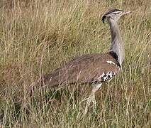 Kori Bustard