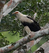 Palm-nut Vulture