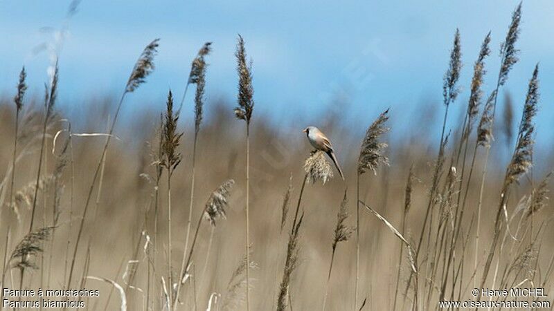 Bearded Reedling male adult breeding