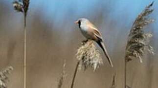 Bearded Reedling