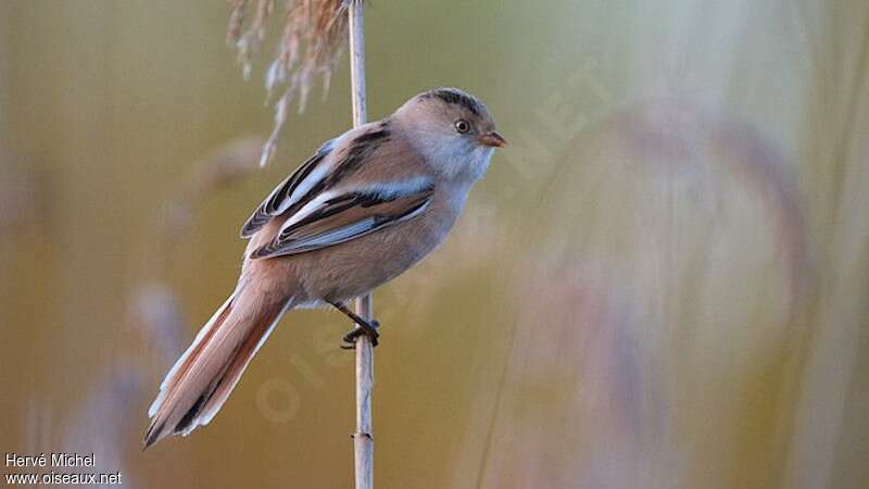 Bearded Reedling female Second year, identification