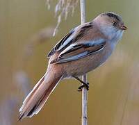 Bearded Reedling