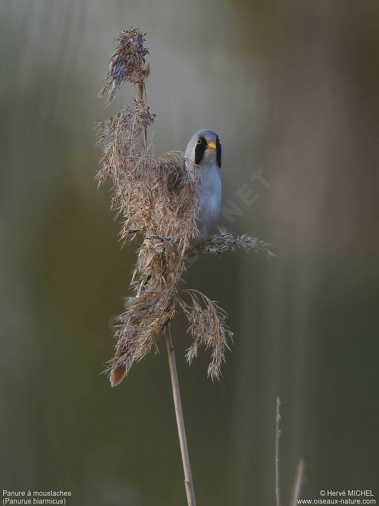 Bearded Reedling male adult breeding