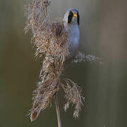 Bearded Reedling