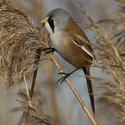 Bearded Reedling