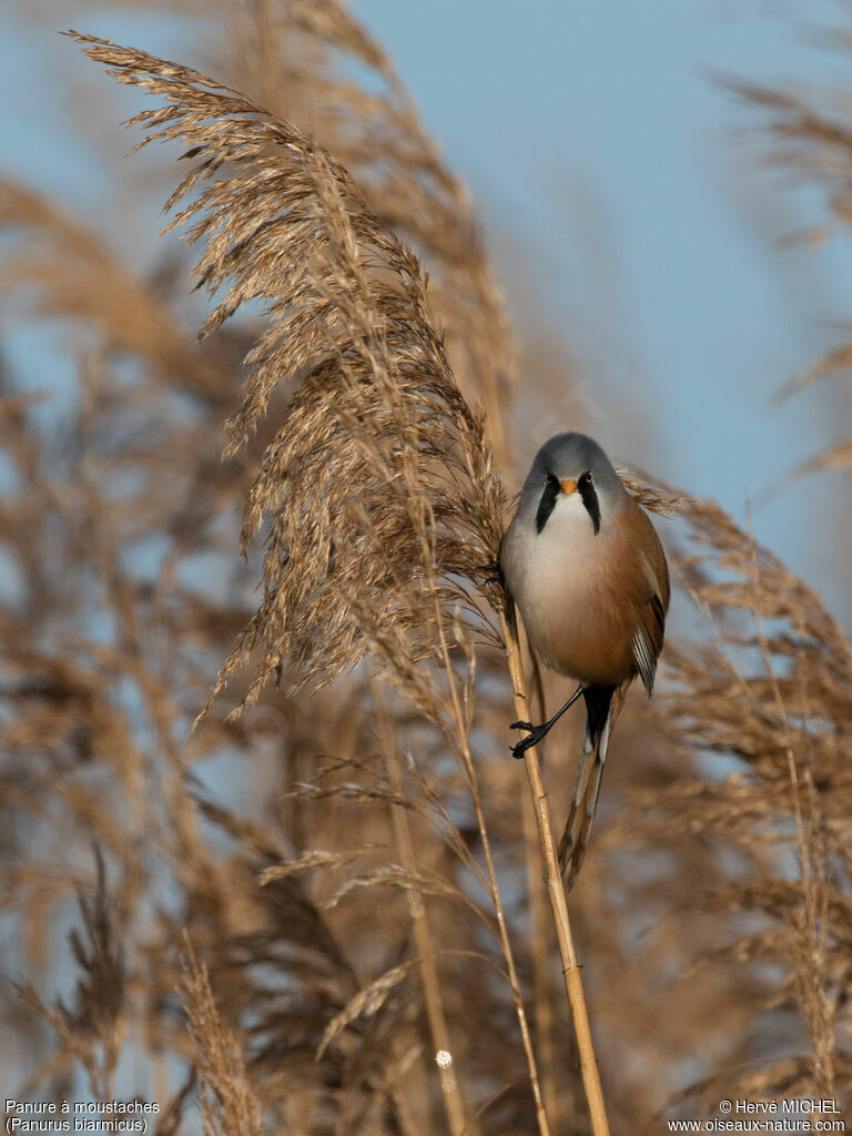 Bearded Reedling male adult breeding