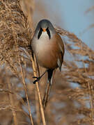 Bearded Reedling