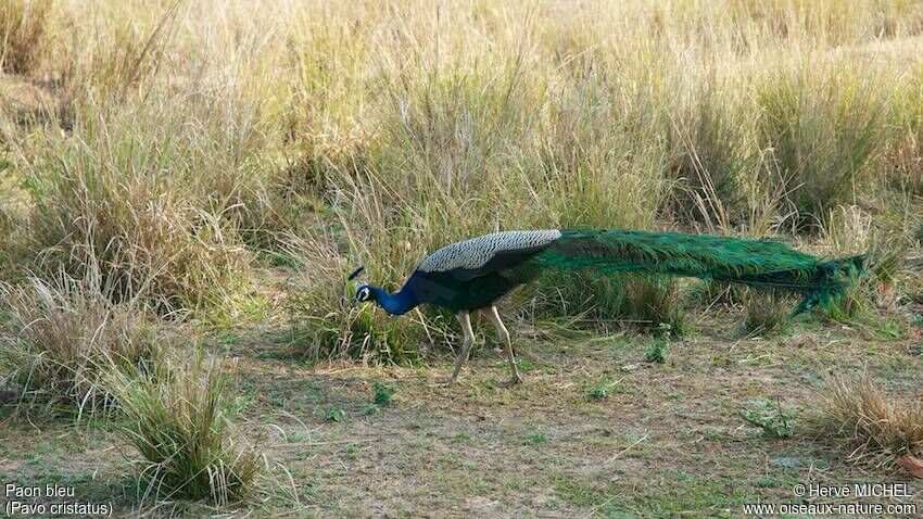 Indian Peafowl