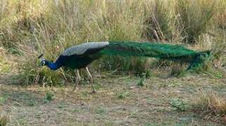 Indian Peafowl