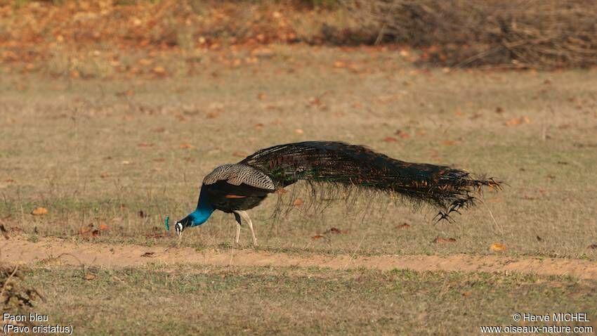 Paon bleu