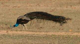 Indian Peafowl