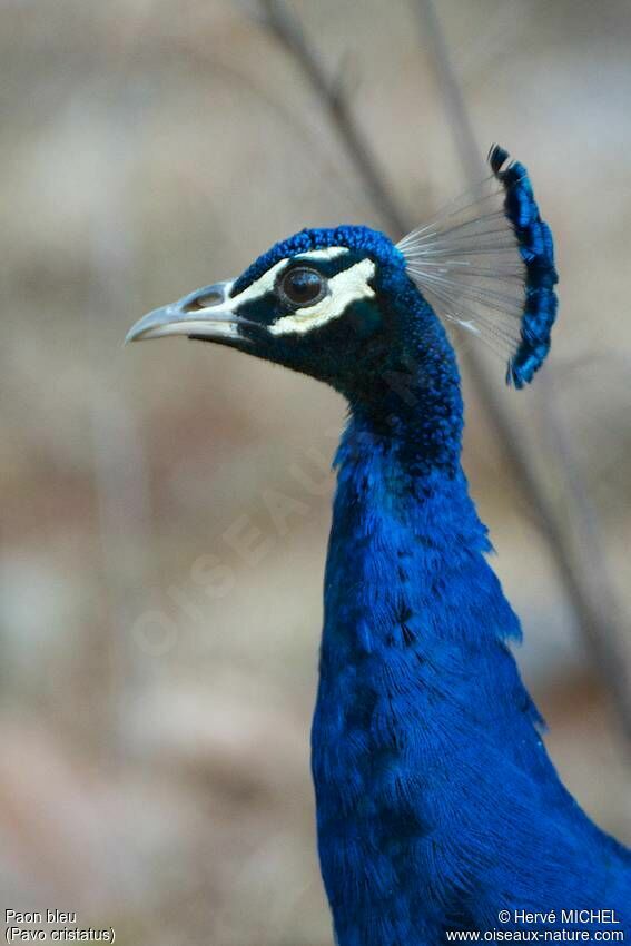 Indian Peafowl