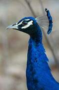 Indian Peafowl