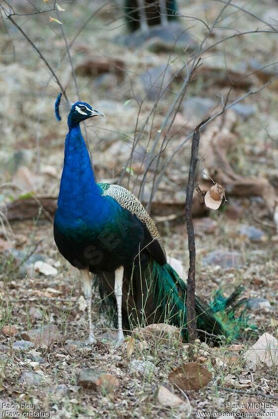 Indian Peafowl