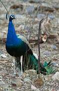 Indian Peafowl