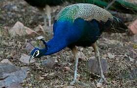 Indian Peafowl