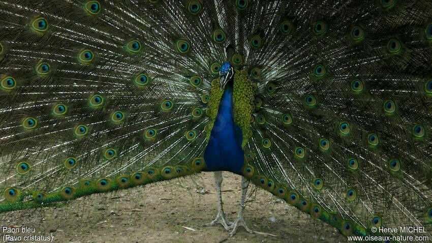 Indian Peafowl