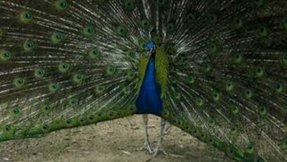 Paon bleu