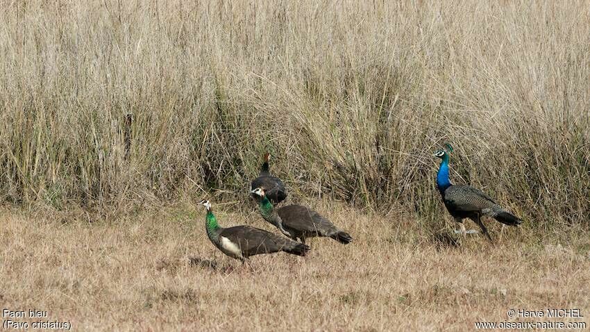 Indian Peafowl