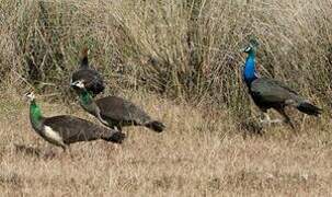 Indian Peafowl