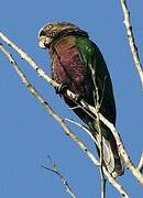 Red-fan Parrot