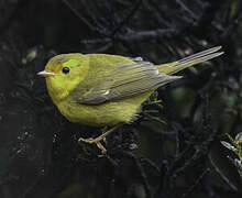 Wilson's Warbler