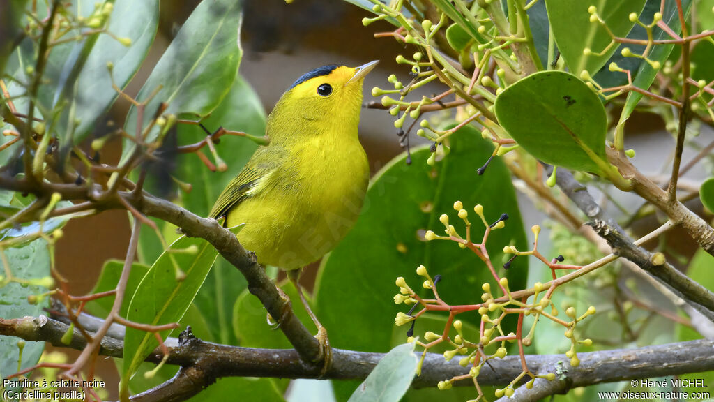 Wilson's Warbler male adult