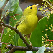 Wilson's Warbler