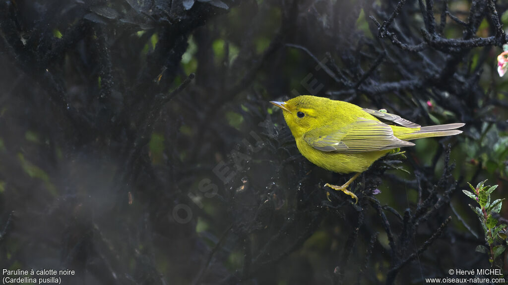 Wilson's Warbler