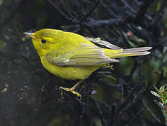 Wilson's Warbler