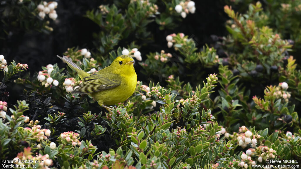 Wilson's Warbler