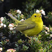 Wilson's Warbler