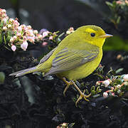 Wilson's Warbler