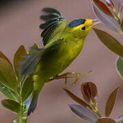 Wilson's Warbler