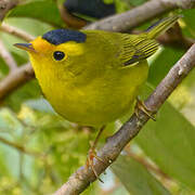 Wilson's Warbler