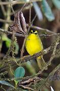 Black-crested Warbler