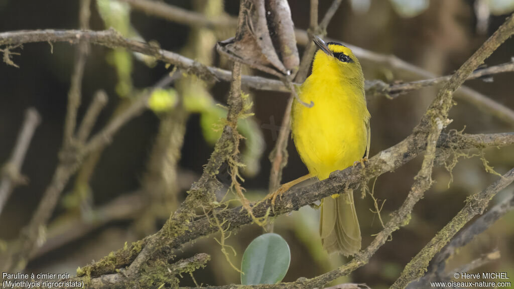 Black-crested Warbler