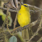 Black-crested Warbler