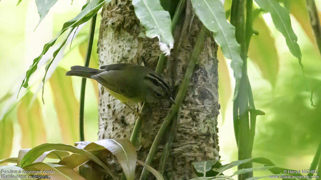 Paruline à couronne dorée